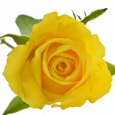 Žlutá růže RADIANCE 40cm (M)