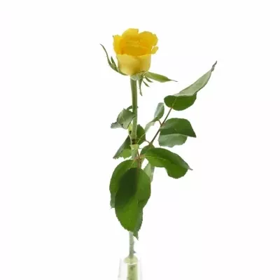 Žlutá růže RADIANCE 40cm (M)