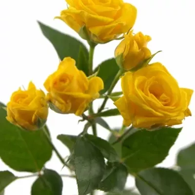 Žlutá růže SHINE