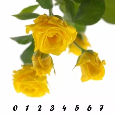 Žlutá růže SHINE