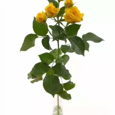 Žlutá růže SHINE