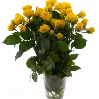 Žlutá růže SHINE