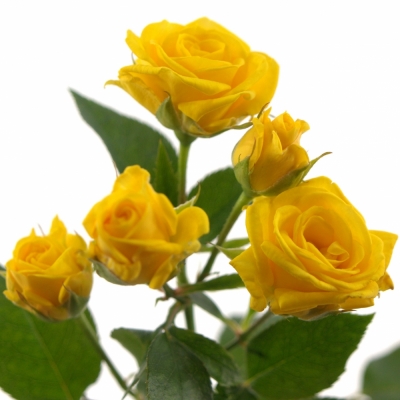 Žlutá růže SHINE