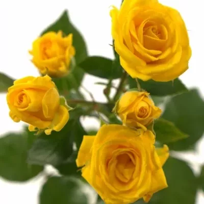 Žlutá růže SHINE