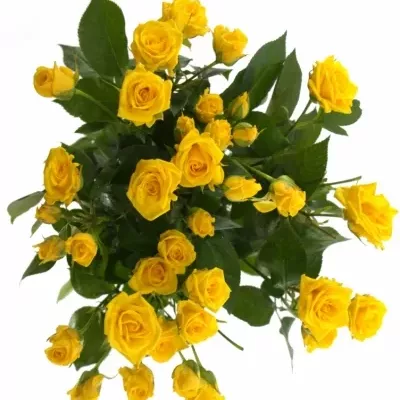 Žlutá růže SHINE