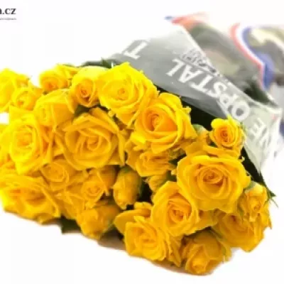 Žlutá růže SHINE