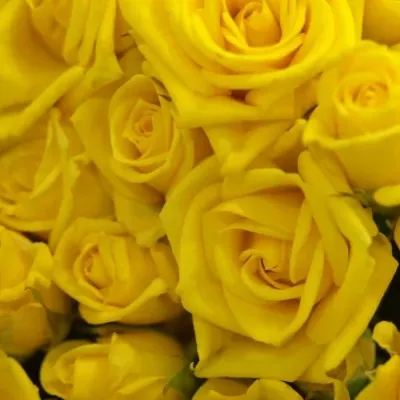 Žlutá růže SHINE