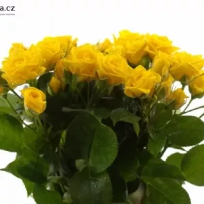 Žlutá růže SHINE