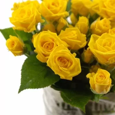 Žlutá růže SHINE