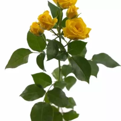 Žlutá růže SHINE