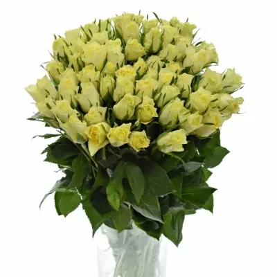 Žlutá růže SKIPPY 50cm (S)