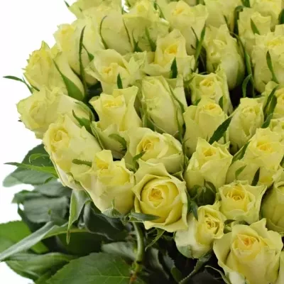 Žlutá růže SKIPPY 50cm (S)