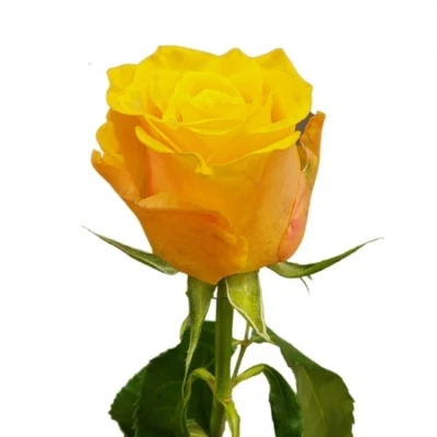 Žlutá růže Sonrisa