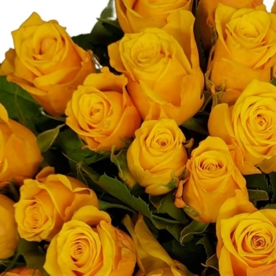 Žlutá růže Sonrisa