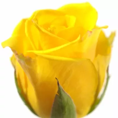 Žlutá růže Sonrisa
