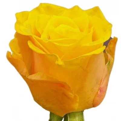Žlutá růže SONRISA 50cm (M)