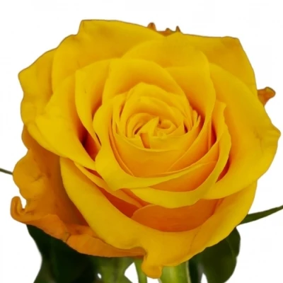 Žlutá růže Sonrisa