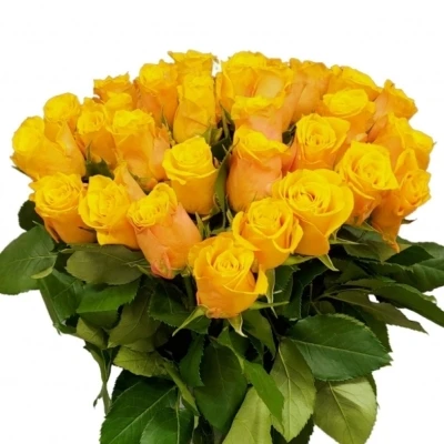 Žlutá růže Sonrisa