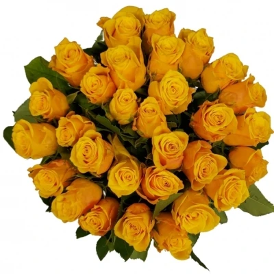 Žlutá růže Sonrisa