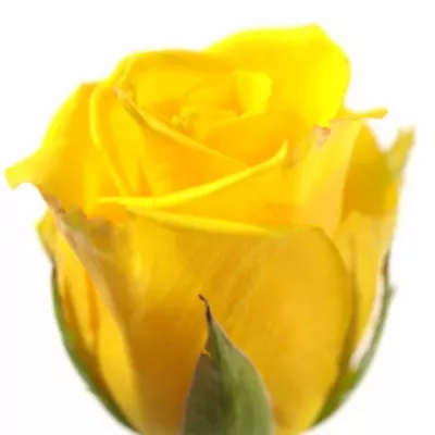 Žltá ruža sonrisa 60cm