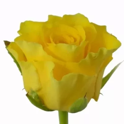Žlutá růže SPHINX 50cm