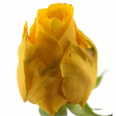 Žlutá růže SPOTLIGHT 40cm