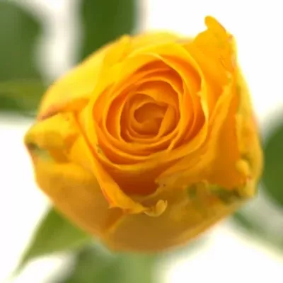 Žlutá růže SPOTLIGHT