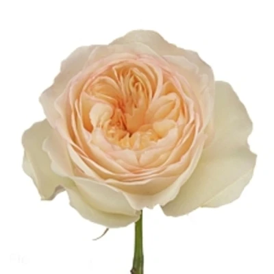 Žlutá růže STANLEY PARK!