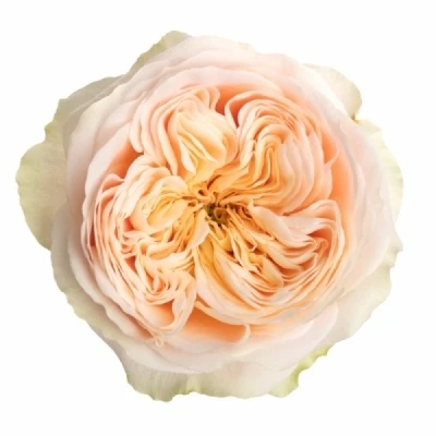 Žlutá růže STANLEY PARK!