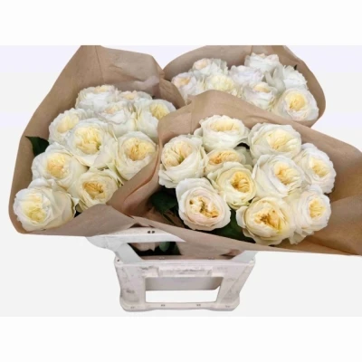 Žlutá růže STANLEY PARK!