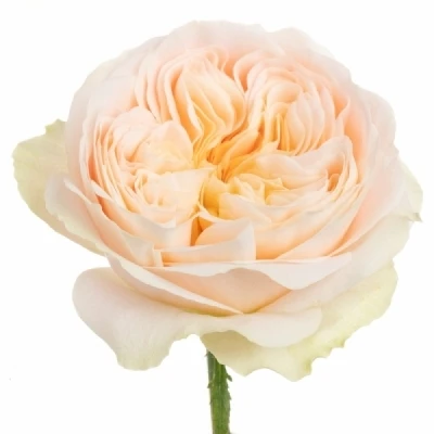 Žlutá růže STANLEY PARK!