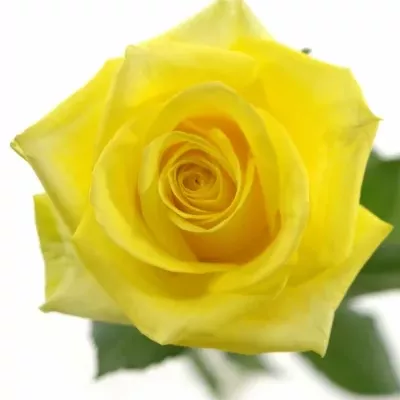 Žlutá růže STARDUST