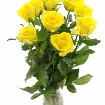 Žlutá růže STARDUST