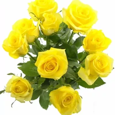 Žlutá růže STARDUST