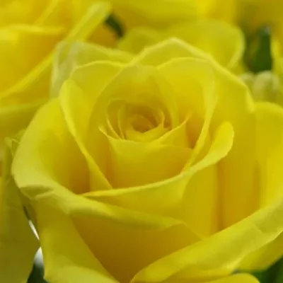 Žlutá růže STARDUST