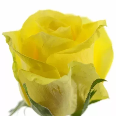 Žlutá růže STARDUST 90cm (XL)