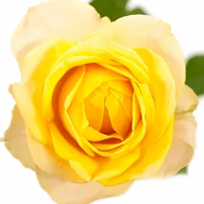 Žlutá růže SUMMERSHINE 60cm (XL)