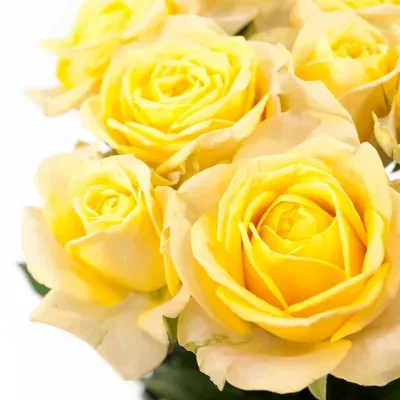 Žlutá růže SUMMERSHINE 60cm (XL)
