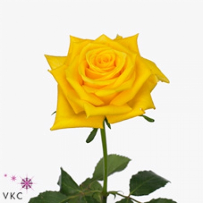 Žlutá růže SUNNY SKY 70cm