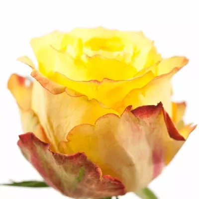 Žlutá růže SUNSEEKER 50cm (XL)