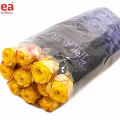 Žlutá růže SUNSEEKER 60c (XL)