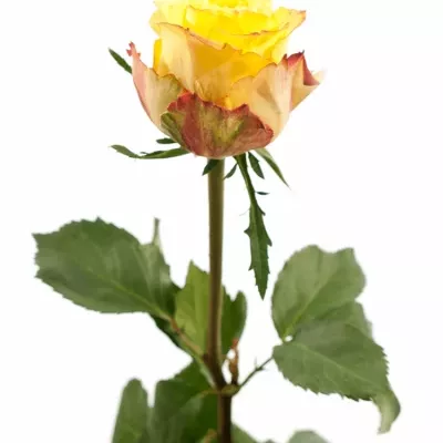 Žlutá růže SUNSEEKER 60c (XL)