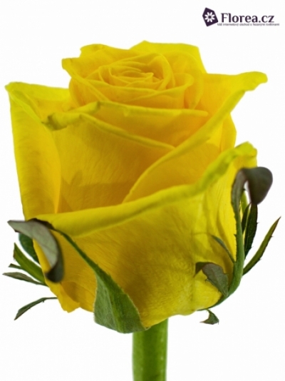 Žlutá růže TARA 60cm