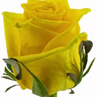 Žlutá růže TARA 50cm