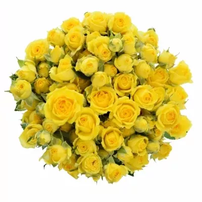 Žlutá růže TARANTELLA 50cm/4 