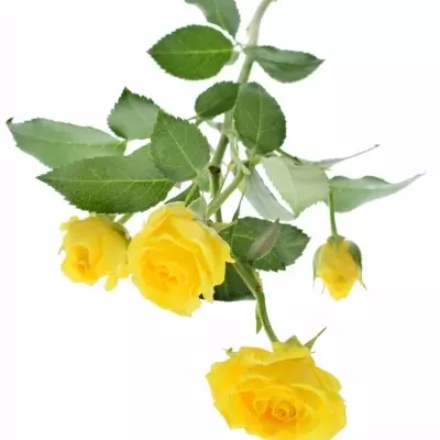 Žlutá růže TARANTELLA 50cm/4 