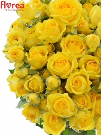 Žlutá růže TARANTELLA 60cm/5+