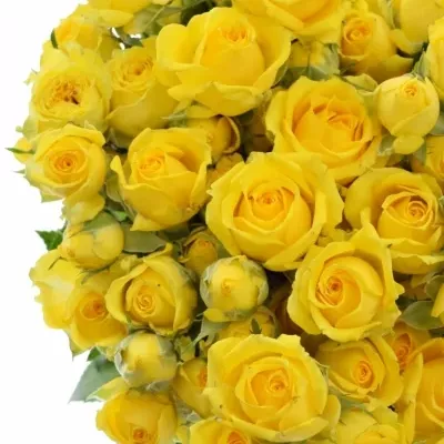 Žltá ruža tarantella 50cm / 5 +