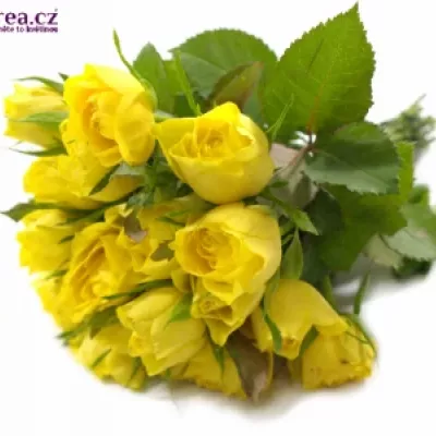 Žlutá růže TOPSUN! 70cm