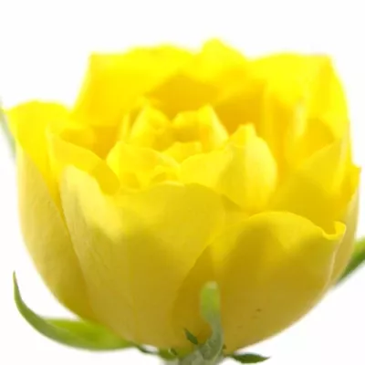 Žlutá růže TOPSUN! 40cm (S)